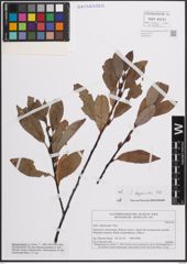 Foto von Salix daphnoides Vill.